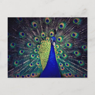 Carte Postale Paon bleu cobalt