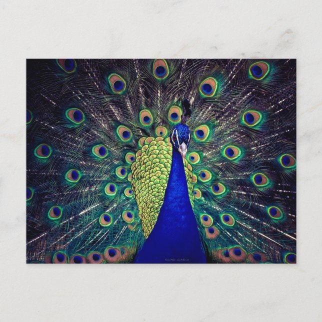 Carte Postale Paon bleu cobalt (Devant)