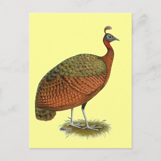 Carte Postale Paon :  Congo Peahen (Devant)