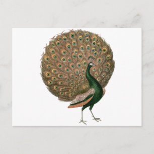 Carte Postale Paon d'art vintage (paon) plummage or vert
