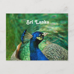 Carte Postale Paon du Sri Lanka