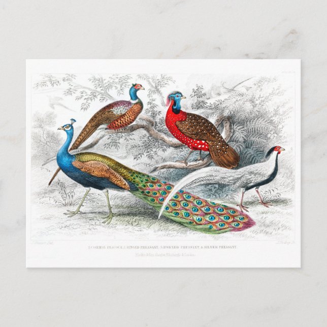 Carte Postale Paon et faisans - Oliver Goldsmith - vintage (Devant)