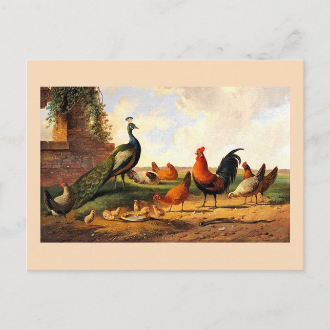 Carte Postale Paon et poules (Devant)