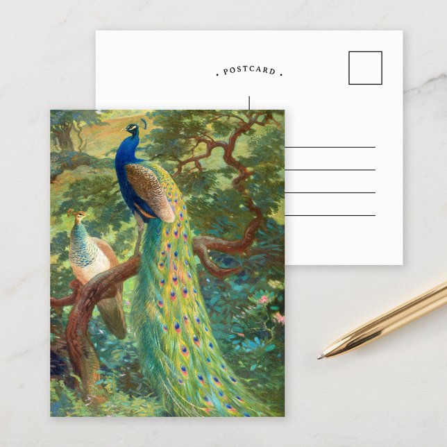 Carte Postale Paon indien | Charles Robert Knight (Créateur téléchargé)