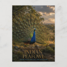 Paon indien lisière de forêt ANIMALS