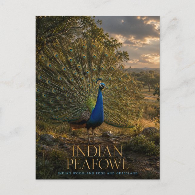 Carte Postale Paon indien lisière de forêt ANIMALS (Devant)