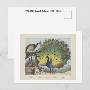 Carte Postale PAON Joseph Scholz, 1829 - 1880
