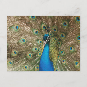 Carte Postale Paon mâle coloré avec des plumes étalées Photo