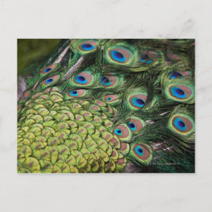 Carte Postale Paon mâle (Pavo cristatus) déployant sa queue