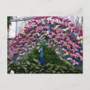 Carte Postale Paon Orchidée