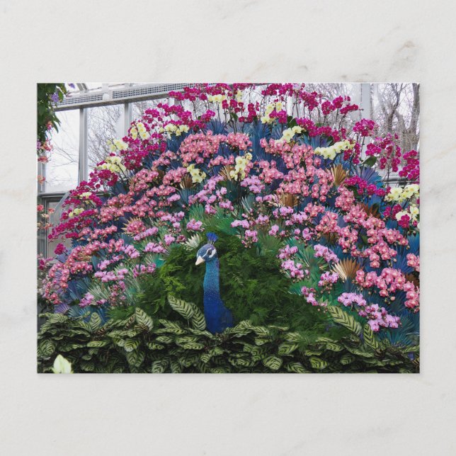 Carte Postale Paon Orchidée (Devant)