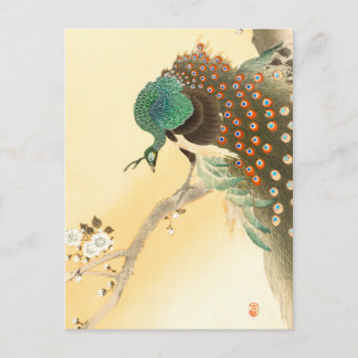 Carte Postale Paon sur cerisier en fleurs ++ Ohara Koson -
