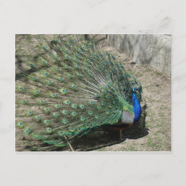 Carte Postale Paons (Devant)