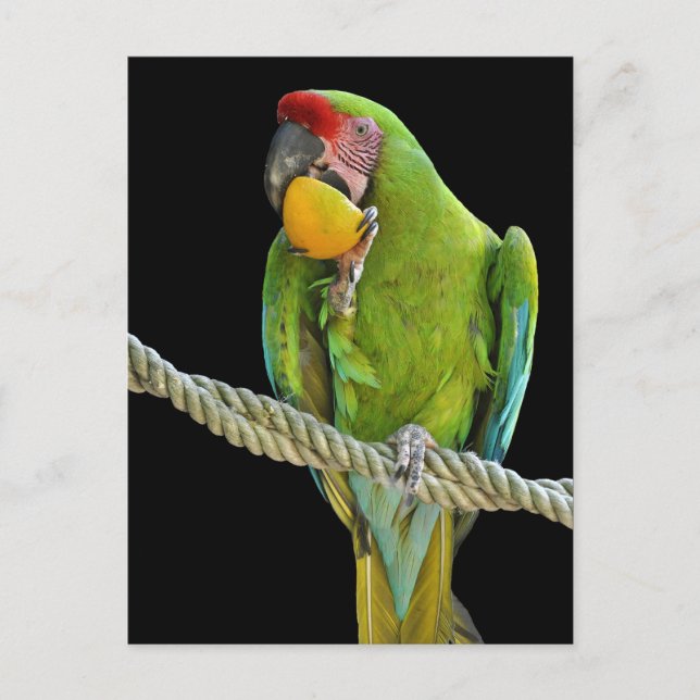 Carte Postale Papagei - Postkarten (Devant)