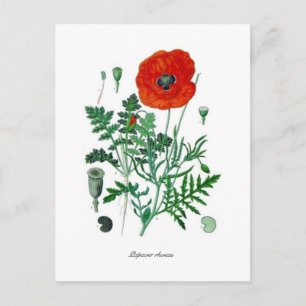Carte Postale Papaver rhoeas