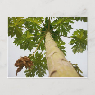 Carte Postale Papaya Tree, Nigeria