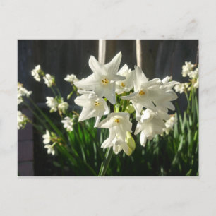 Carte Postale Paperwhites Narcissus