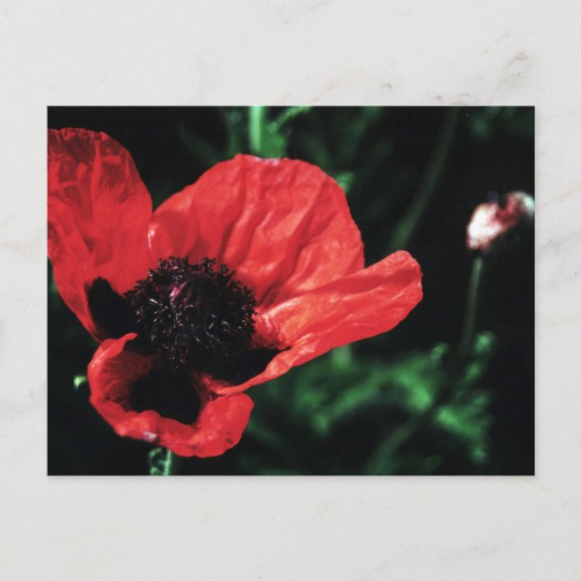 Carte Postale Papery Red Poppy (Devant)