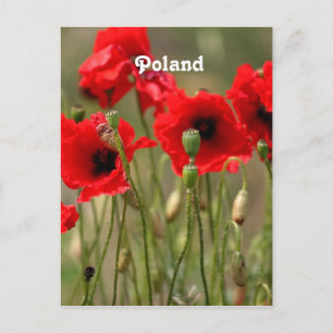 Carte Postale Papes rouges en Pologne