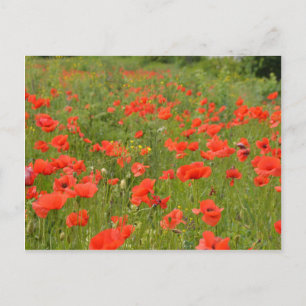 Carte Postale Papes rouges sur le terrain