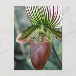 Carte Postale Paphiopedilum dame fleur d'orchidée