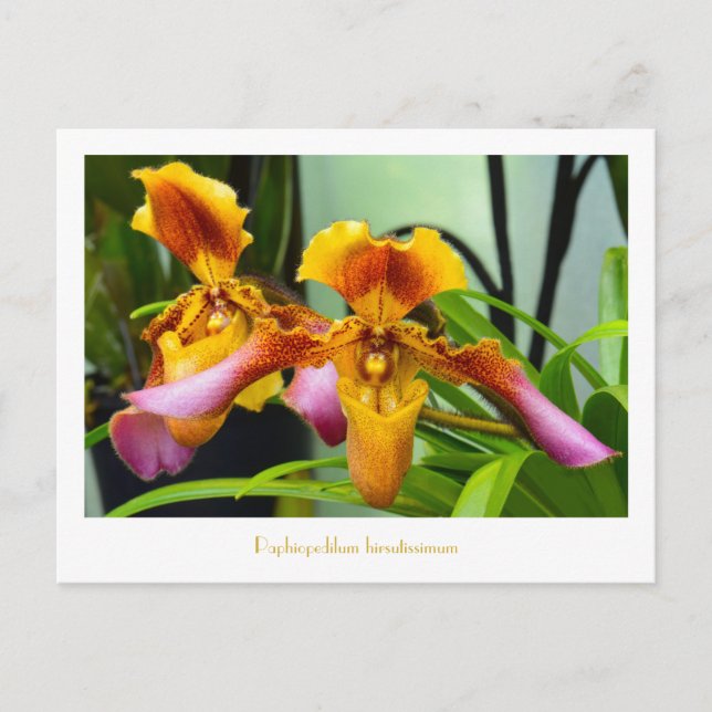 Carte Postale Paphiopedilum hirsutissimum (Devant)