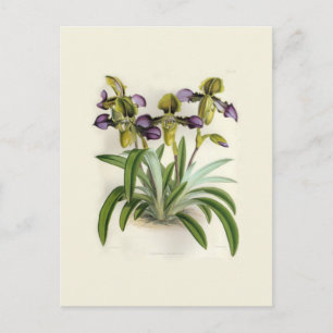 Carte Postale Paphiopedilum hirutissimum par W H Fitch