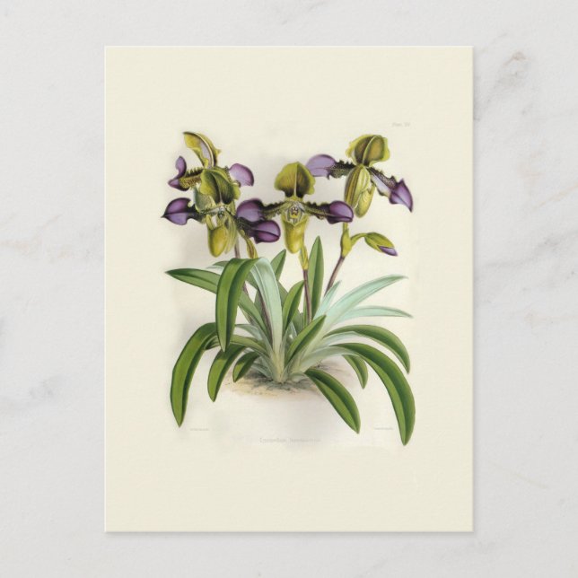 Carte Postale Paphiopedilum hirutissimum par W H Fitch (Devant)