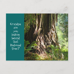 Carte Postale Papi, vous cachez-vous derrière cet arbre Redwood?