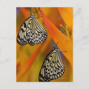 Carte Postale Papier Beurre (Idea leuconoe) sur fleur