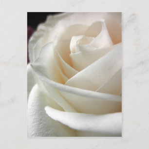 Carte Postale Papier floral rose blanche