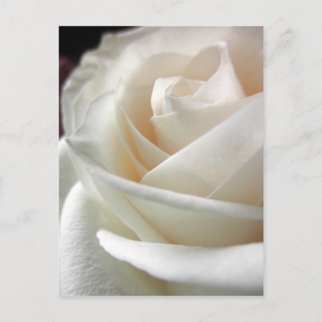 Carte Postale Papier floral rose blanche (Devant)