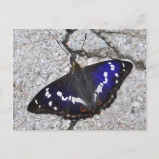 Carte Postale Papier papillon Empereur violet