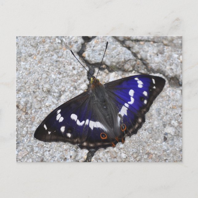 Carte Postale Papier papillon Empereur violet (Devant)