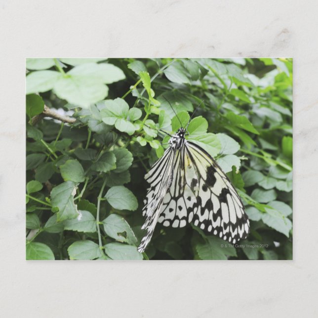 Carte Postale Papier papillon (Idea leuconoe) sur la vigne, (Devant)