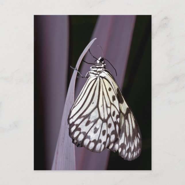 Carte Postale Papier papillon Kite sur violet (Devant)