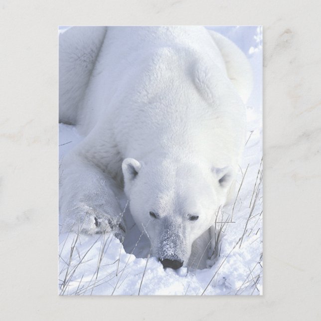 Carte Postale Papier polaire (Devant)