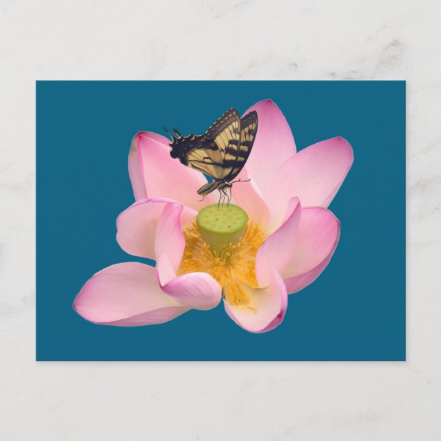 Carte Postale Papilio glaucus (Devant)