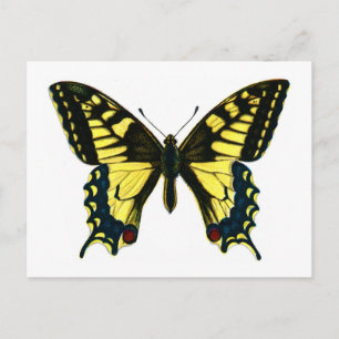 Carte Postale Papilio machaon