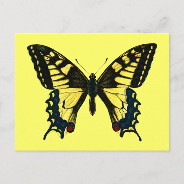 Carte Postale Papilio machaon (Devant)