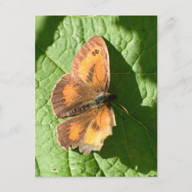 Carte Postale Papillon (Devant)