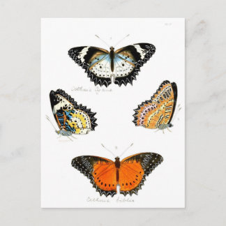 Carte Postale papillon