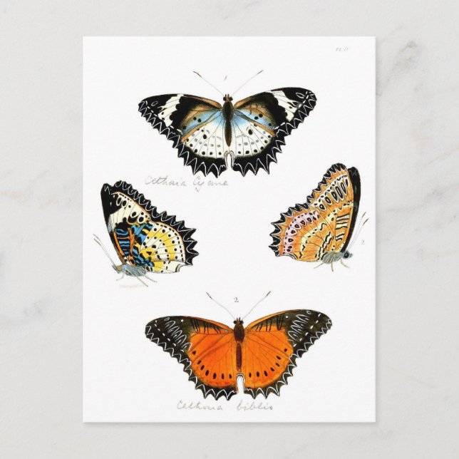 Carte Postale papillon (Devant)