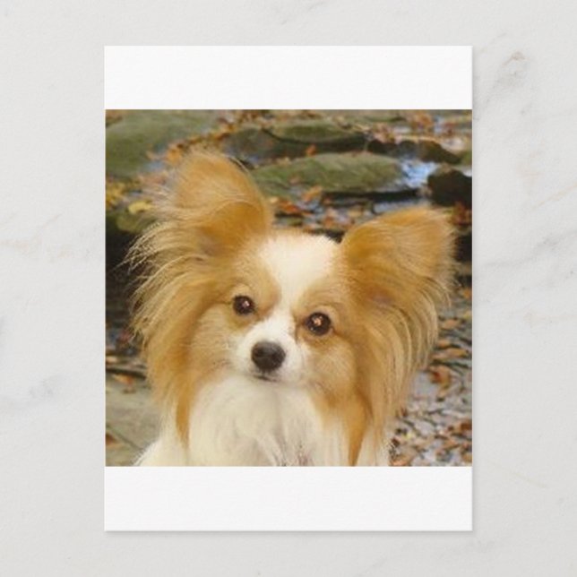 Carte Postale Papillon (Devant)