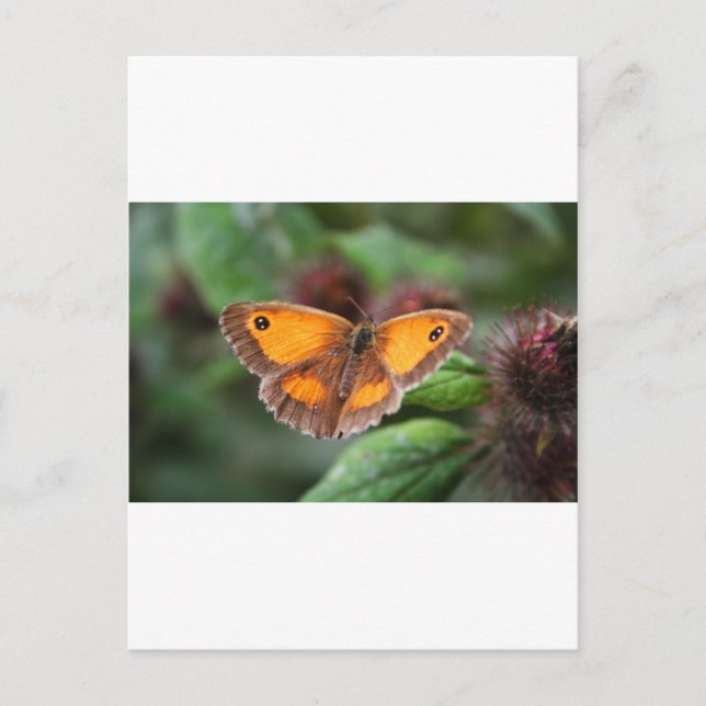 Carte Postale Papillon (Devant)