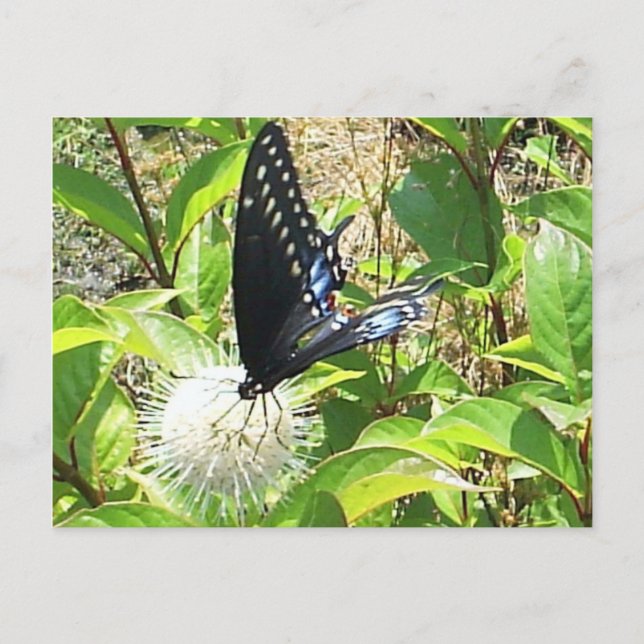 Carte postale papillon (Devant)