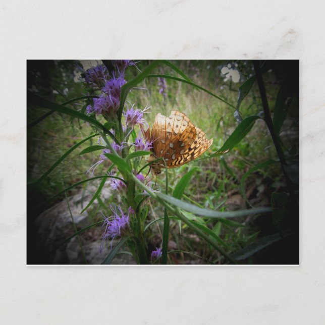 Carte Postale papillon (Devant)