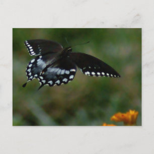 Carte postale papillon