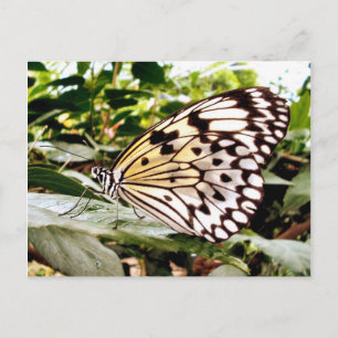 Carte Postale Papillon
