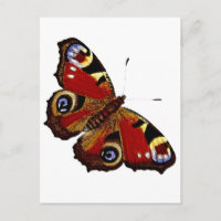 Papillon